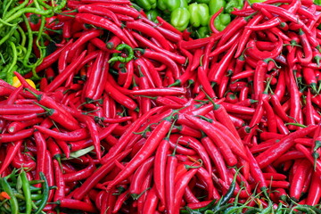 Turkey. Turkish Culture. Sights and nature of Turkey. Sea. The sun. Palms. Beach. Hotel.