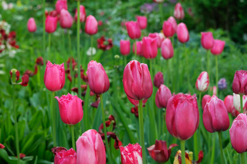 Fototapeta premium Red tulips field in siberian spring time