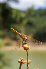 A beautiful yellow dragonfly resting on a flower