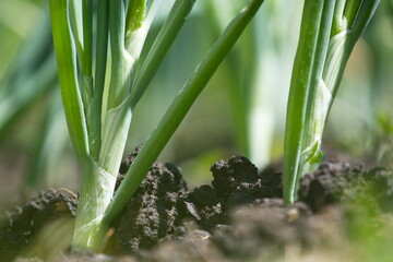 Obraz premium Growing green onions. Sprouted green onion close-up.