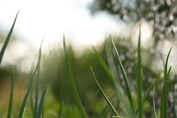Growing green onions.
Tops of green onion leaves in drops of water after watering.