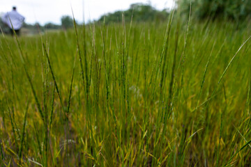 tall grass on a summer meadow. Natural background and texture
