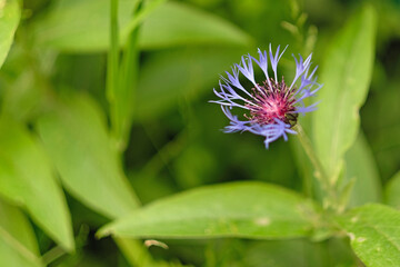 Beautiful purple cornflower blooms among the leaves