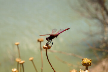 A beautiful red dragonfly resting on a flower