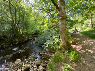 Large stream, running next to a hikers footpath, in the old forest of, Hardcastle Crags, Hebden Bridge, UK