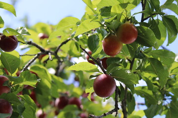 Common plum(Prunus domestica) fruit on plum tree with plum leaves