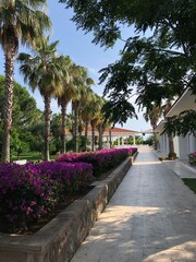 Obraz premium Turkey. Turkish Culture. Sights and nature of Turkey. Sea. The sun. Palms. Beach. Hotel.