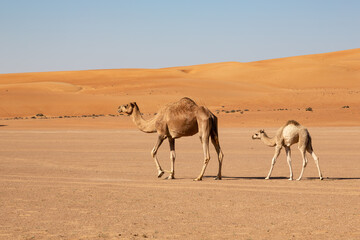 Mother camel cow with calf in Wahiba Sands desert of Oman