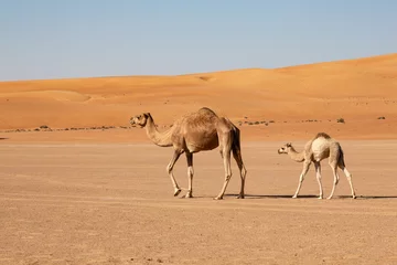 Fotobehang Mother camel cow with calf in Wahiba Sands desert of Oman © Jürgen Bochynek