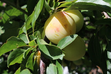 Common plum(Prunus domestica) fruit on plum tree with plum leaves