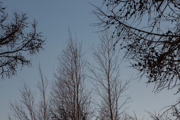 Birch and fir naked branches on the background of deep blue sky. Early spring in the sundown lights