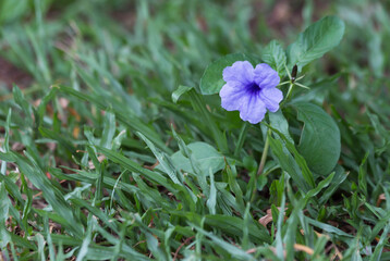 purple flower in the garden