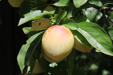 Common plum(Prunus domestica) fruit on plum tree with plum leaves