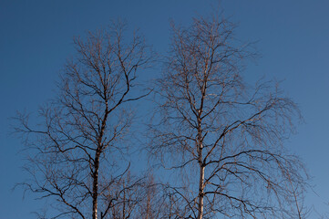 Birch and fir naked branches on the background of deep blue sky. Early spring in the sundown lights