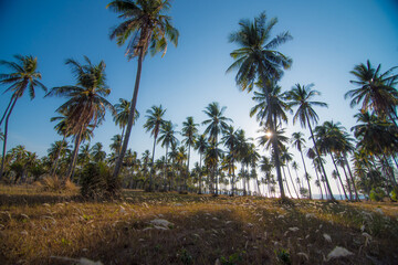 Fototapeta na wymiar Beautiful tropical plam tree and whit flower island beach