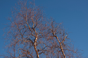 Birch and fir naked branches on the background of deep blue sky. Early spring in the sundown lights