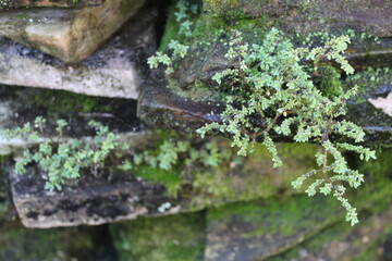 moss on a tree