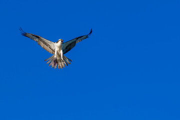 osprey in flight