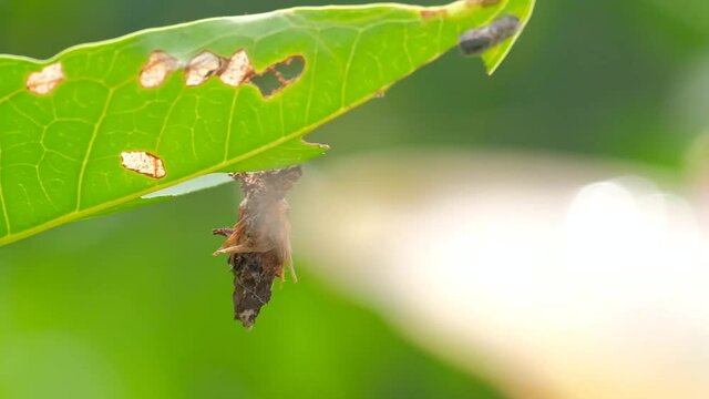 cocoon caterpillar hanging on the leaf