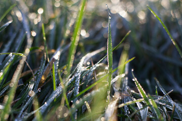 Obraz premium grass and water