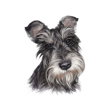 Realistic Portrait of Scottish Terrier dog isolated on a white background. Animal art collection: Dogs. Hand Painted Illustration of Pets. Art background for pillow, T-shirt, cover. Design Template