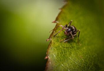 ant on a green leaf