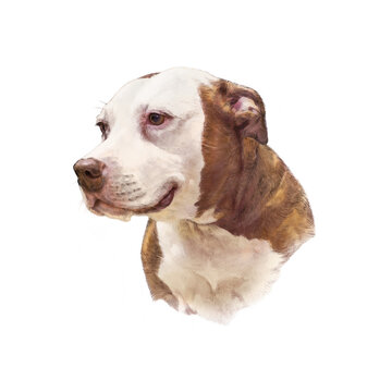 Head of American Staffordshire Terrier dog isolated on white background. Animal Art collection: Dogs. Hand Painted Illustration of Pets. Design template. Good for print T-shirt, pillow