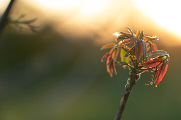 red and yellow flowers