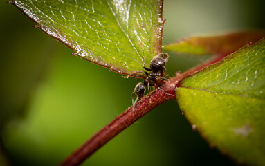 ant on a leaf