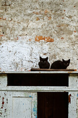 two black kittens are sitting on the table outside