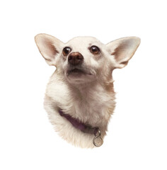 Portrait of White Corgi dog. Cute puppy isolated on white background. Hand drawn illustration of Pets. Animal art collection: Dogs. Good for print T-shirt, banner, cover, card. Art background