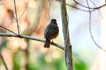 beautiful bird is on the tree branch
