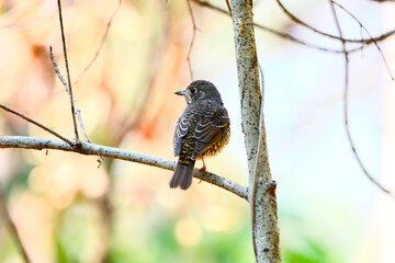 beautiful bird is on the tree branch