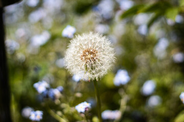 dandelion seed head