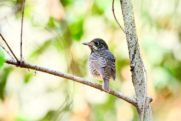 beautiful bird is on the tree branch