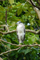 Oiseau perché à Daan park à Taiwan