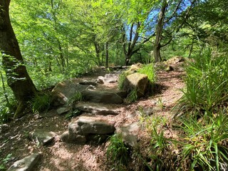Hikers footpath, with large rocks, plants and old trees in, Hardcastle Crags, Hebden Bridge, UK