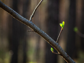 A branch with green leaves opening in the spring, close-up. The first young shoots as a symbol of spring and approaching summer