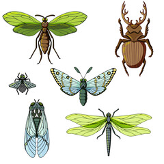 beautiful insects pattern, stag-beetle, cicada, green dragonfly, night-fly, vector illustration isolated on color background