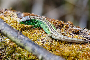 Sand lizard in the dunes of the Amsterdam water supply Area - Zandhagedis / Duinhagedis in de Amsterdamse Waterleiding Duinen (AWD)