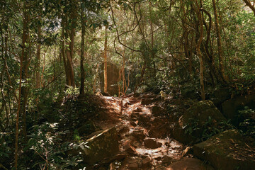 View of uphill Phu Kradueng Mountain seeing sunshine light pass through those tree in autumn season.