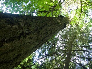 Fototapeta premium Silver Falls State Park, USA