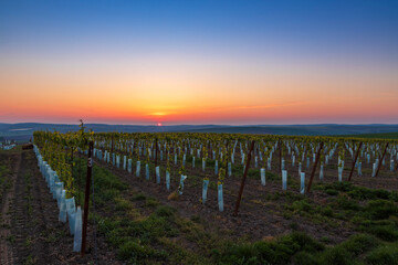 Fototapeta na wymiar A young vineyard at the setting sun in the Karlin region of the Czech Republic. The sky is illuminated by the setting sun and the sky is nicely colored.