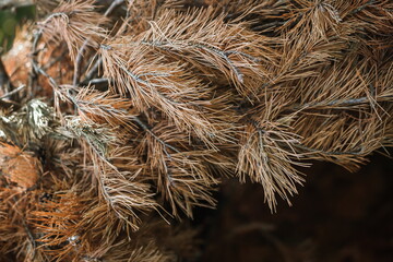 Dry brown pine branches, natural background. Background screen saver