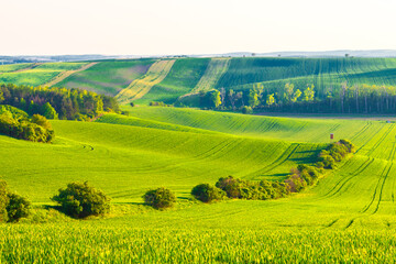 Panorama of a beautiful green field that ripples and the sun shines on them. A landscape of waves called Moravian Tuscany in the Czech Republic.