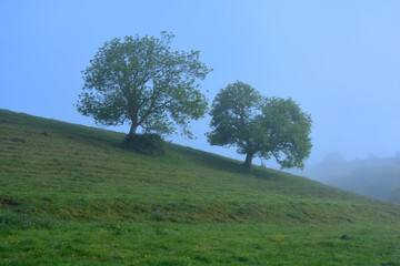 English spring landscape with two  Ash trees on the hill in early morning mist, Dorset, England