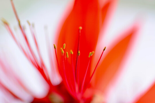 macro red flower white background 