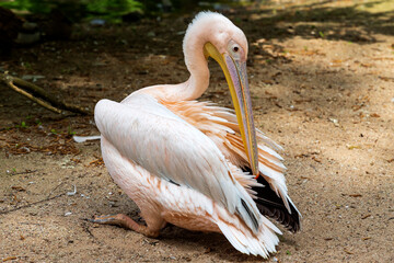 Pelican - Pelecanus - a large white bird ruffles its feathers. The pelican stands by the water. In the background is a forest. Photo with nice bokeh.