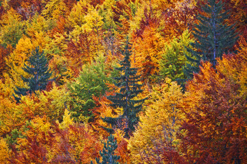 The top of the trees with various autumn colors leaves