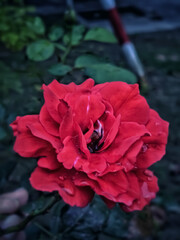 a red rose with beautiful blurry background